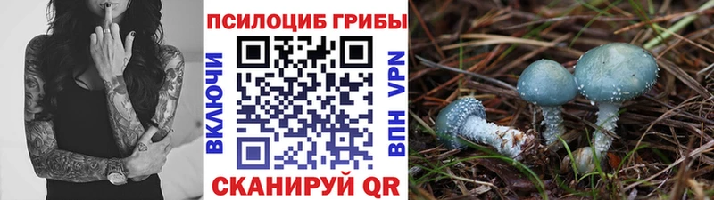 Купить где  Чайковский  Галлюциногенные грибы GOLDEN TEACHER 